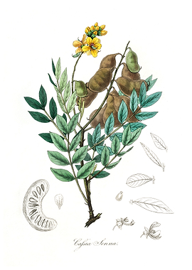 Cassia senna