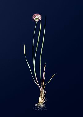 Allium Foliosum on Blue