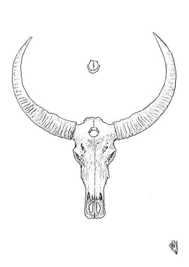Water Buffalo Skull Line