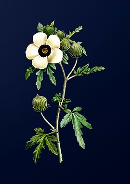 Venice Mallow on Blue