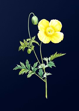 Welsh Poppy on Blue