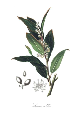 Bay laurel Laurus nobilis