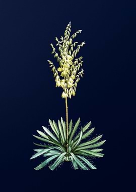 Adams Needle on Blue