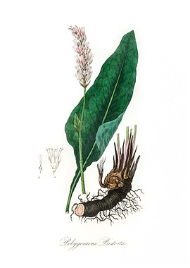 Bistort Polygonum bistorta