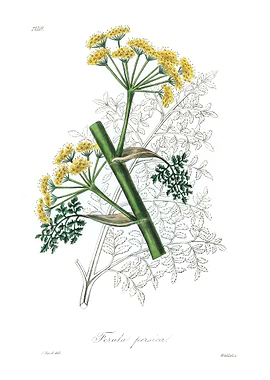 Ferula persica