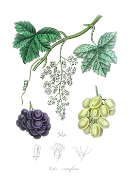 Common grape vine