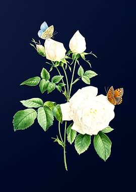 White Bengal Rose on Blue