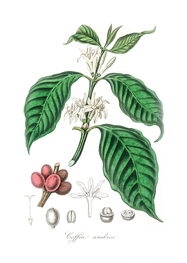 Coffea arabica