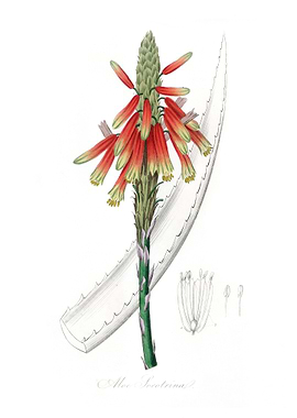 Aloe socotrina