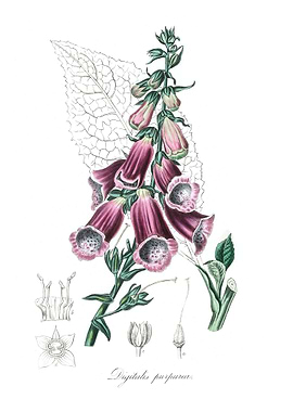 Foxglove Digitalis