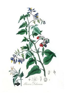 Bittersweet Solanum