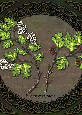 Celtic Hawthorn