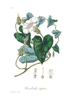 Bindweed Convolvulus