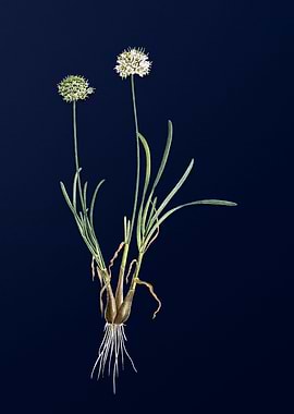 Allium Carolinianum Blue