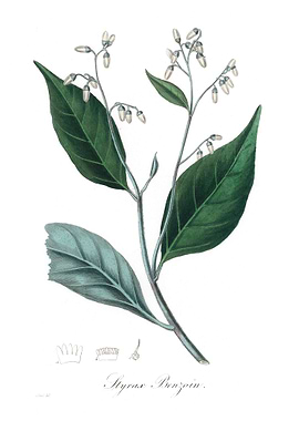 Gum benjamin tree Styrax