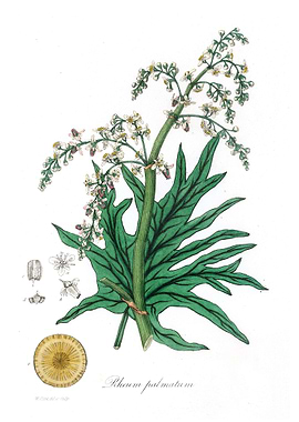 Chinese rhubarb