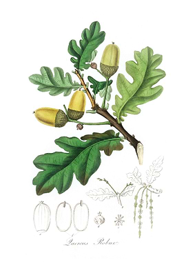 English oak Quercus robur