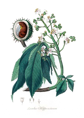 European horse chestnut