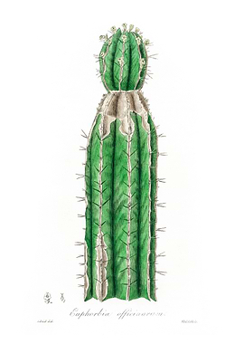 Euphorbia officinarum