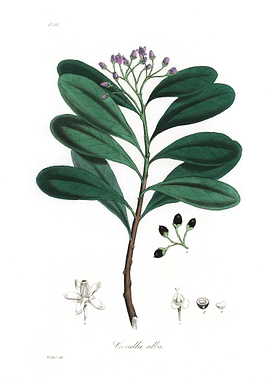 Cinnamon bark Canella alba