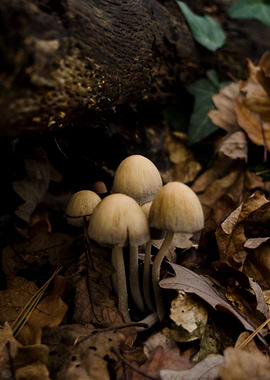 Mushrooms 3
