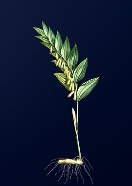 Angular Solomons Seal Blue