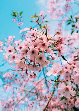 Cherry Blossoms Up Close