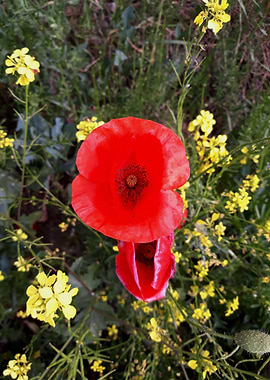 Poppy and rapeseed