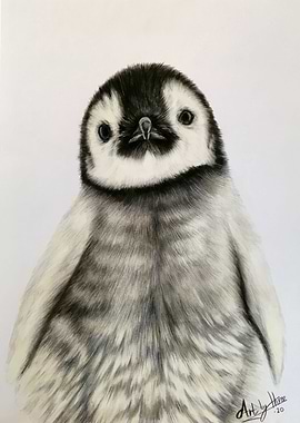 Penguin Chick