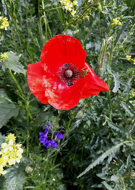 Field scene with poppy