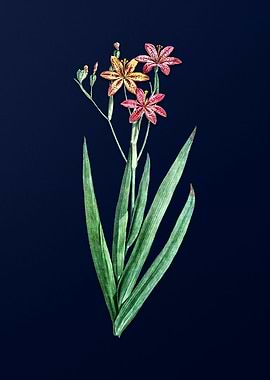 Blackberry Lily on Blue