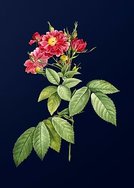 Boursault Rose on Blue