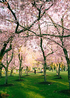 Cherry Blossom Park