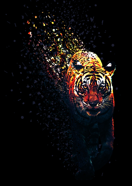 Tiger Dispersion