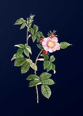 Big Dog Rose on Blue