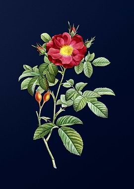 Portland Rose on Blue