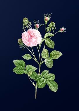 Pink Agatha Rose on Blue