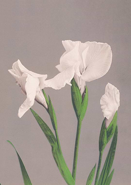 White Irises