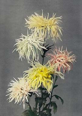 Namichidori handcolored