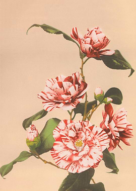 Striped Camellias