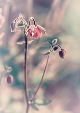 Pink flower, spring garden