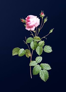 Provence Rose on Blue