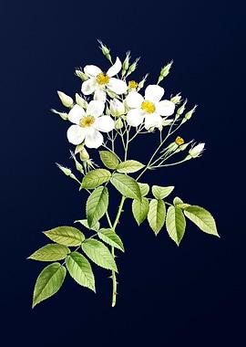 Musk Rose on Royal Blue