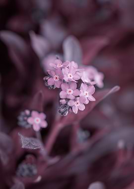 Pink Forget me not flowers