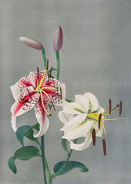 Lily handcolored collotype