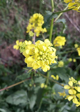 Rapeseed flowers