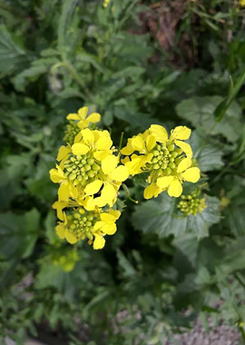Rapeseed bouquet