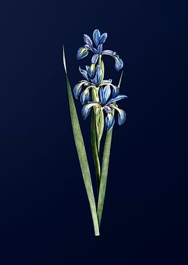 Blue Iris on Blue