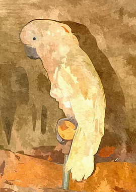 White Cockatoo Perched