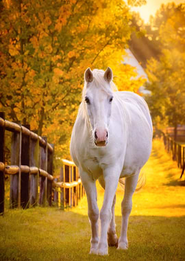White horse